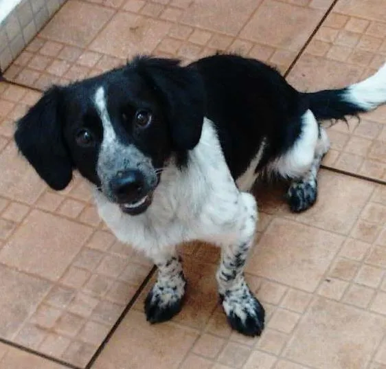 Cachorro ra a Border colie idade 2 a 6 meses nome Timtim