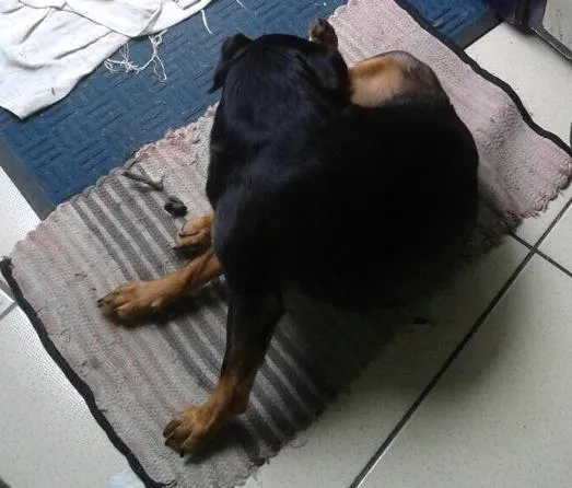 Cachorro ra a Misturada idade 4 anos nome Lili ,paty e dalila
