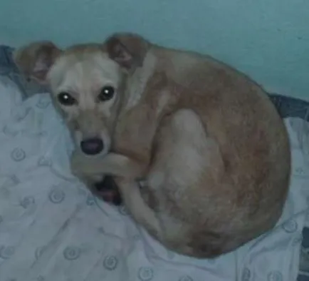Cachorro ra a Vira lata com buldogue idade 7 a 11 meses nome Marlley