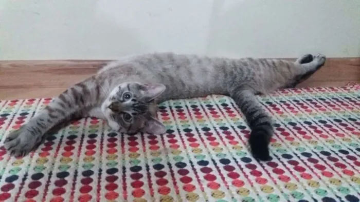Gato ra a SRD idade 7 a 11 meses nome Guga