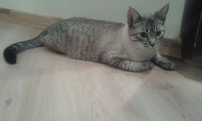 Gato ra a SRD idade 7 a 11 meses nome Guga