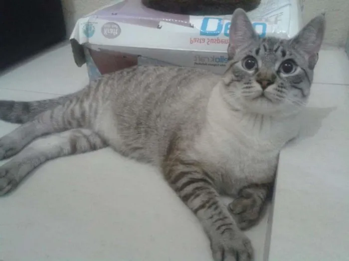 Gato ra a SRD idade 7 a 11 meses nome Guga
