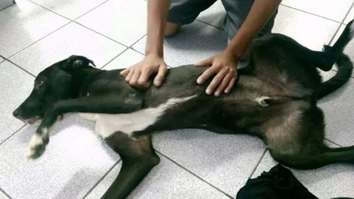 Cachorro ra a SRD idade 1 ano nome Sem nome
