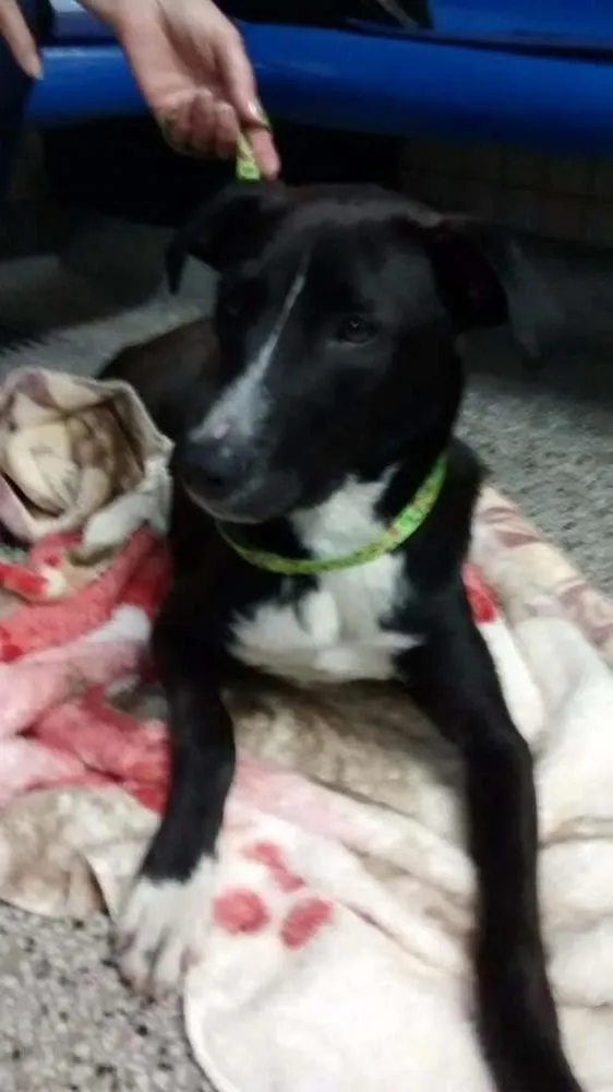 Cachorro ra a SRD idade 1 ano nome Sem nome