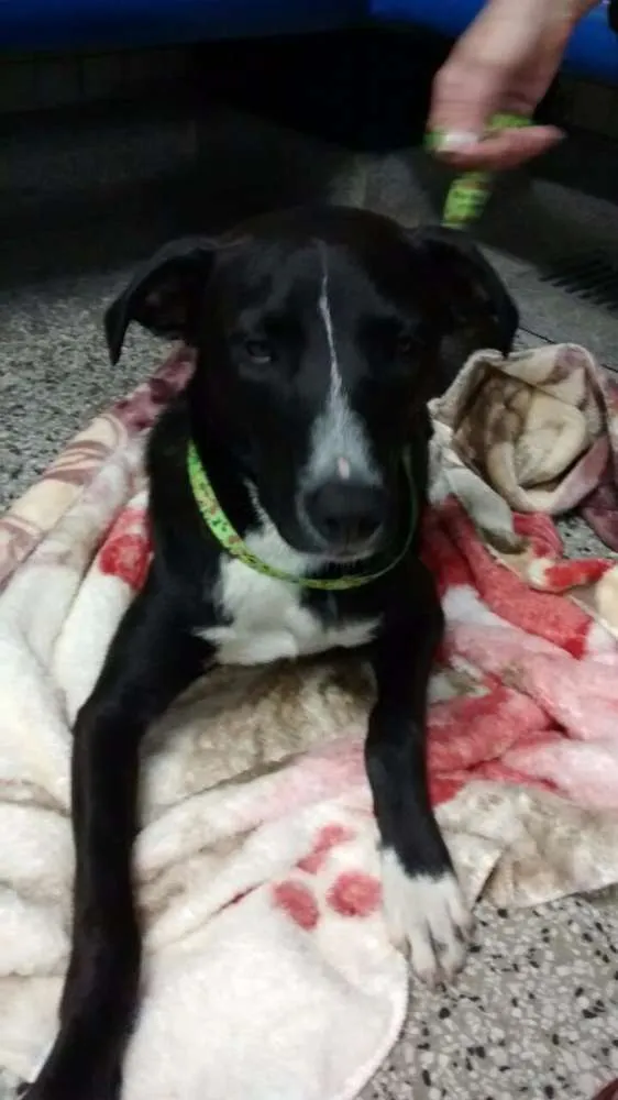 Cachorro ra a SRD idade 1 ano nome Sem nome