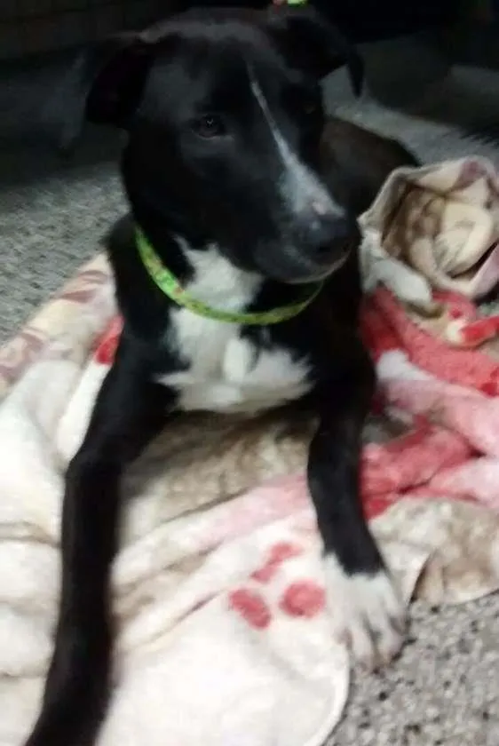 Cachorro ra a SRD idade 1 ano nome Sem nome