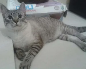Gato raça SRD idade 7 a 11 meses nome Guga