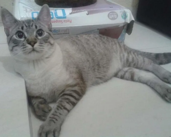Gato ra a SRD idade 7 a 11 meses nome Guga