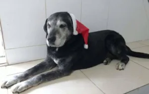 Cachorro raça SRD idade 6 ou mais anos nome BORIS