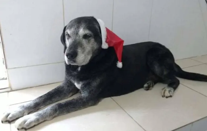 Cachorro ra a SRD idade 6 ou mais anos nome BORIS
