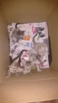Gatinhos