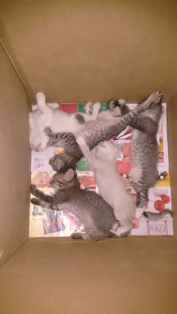 Gato ra a  idade 2 a 6 meses nome Gatinhos