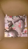Gatinhos
