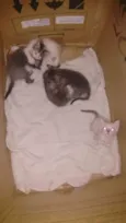 Gatinhos