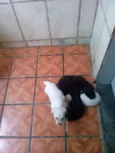 Nina e frida mais 5