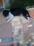 Nina e frida mais 5