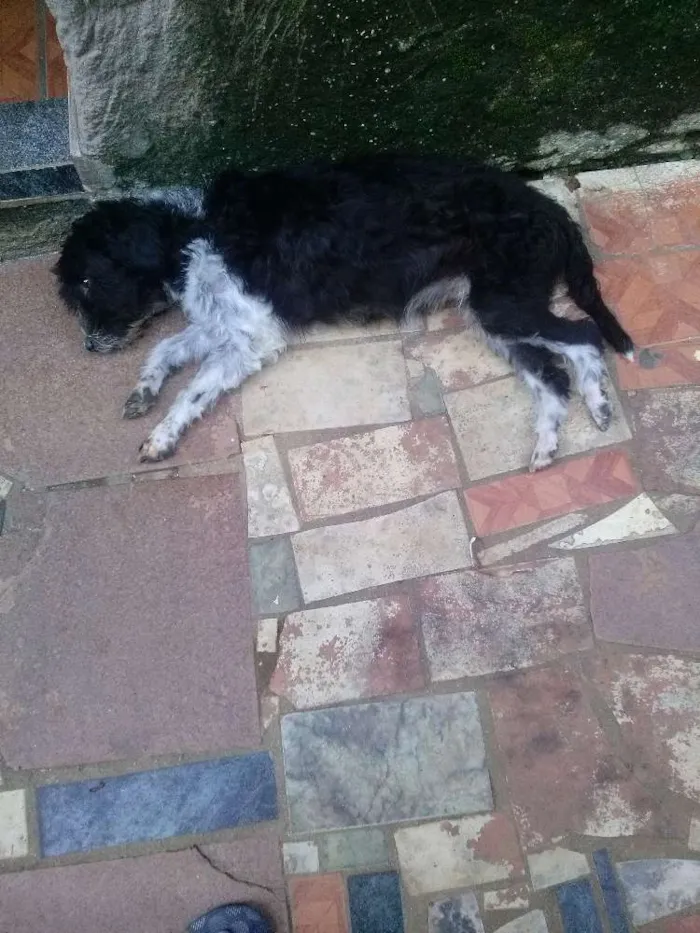 Cachorro raça Srd idade 1 ano nome Nina e frida mais 5