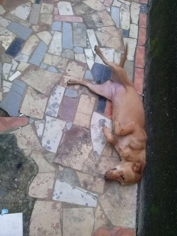 Cachorro raça Srd idade 1 ano nome Nina e frida mais 5