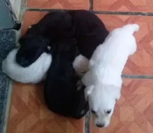 Cachorro raça Srd idade 1 ano nome Nina e frida mais 5