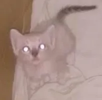 Gato raça  idade 2 a 6 meses nome Gatinhos