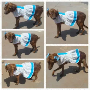 Cachorro raça SRD idade 7 a 11 meses nome Princesa