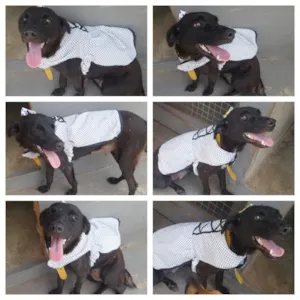 Cachorro raça SRD idade 1 ano nome Preturica