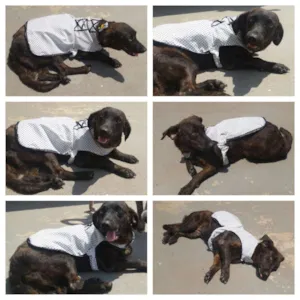 Cachorro raça SRD idade 1 ano nome NORMINHA
