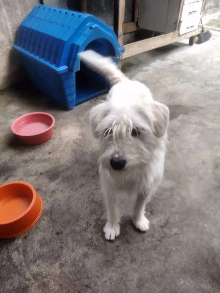 Cachorro ra a mistiço idade 1 ano nome Bejamim