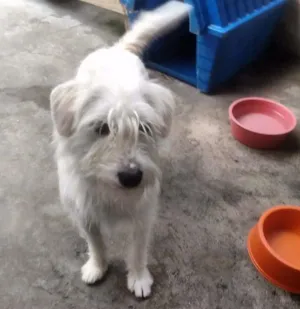 Cachorro raça Mistiço idade 1 ano nome Bejamim