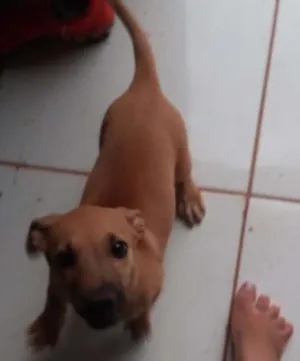 Cachorro raça vira lata idade 2 a 6 meses nome Bob