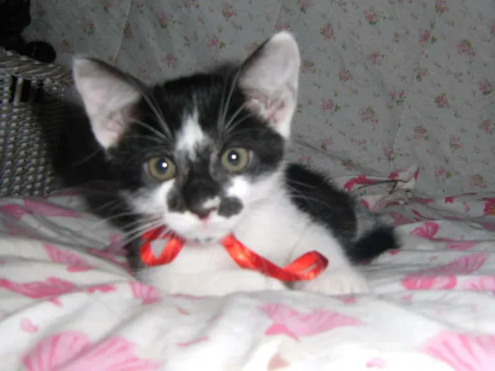 Gato ra a comum idade Abaixo de 2 meses nome Caju