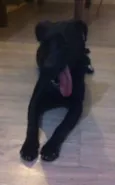 Pretinha
