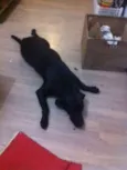 Pretinha