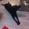 Pretinha