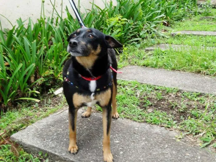 Cachorro ra a SRD idade 3 anos nome Perola
