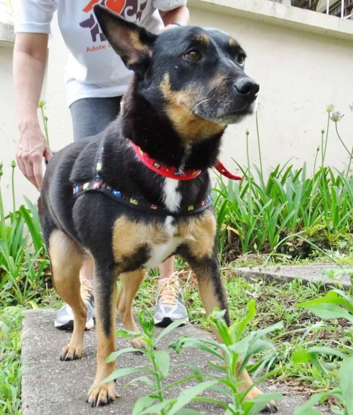 Cachorro ra a SRD idade 3 anos nome Perola
