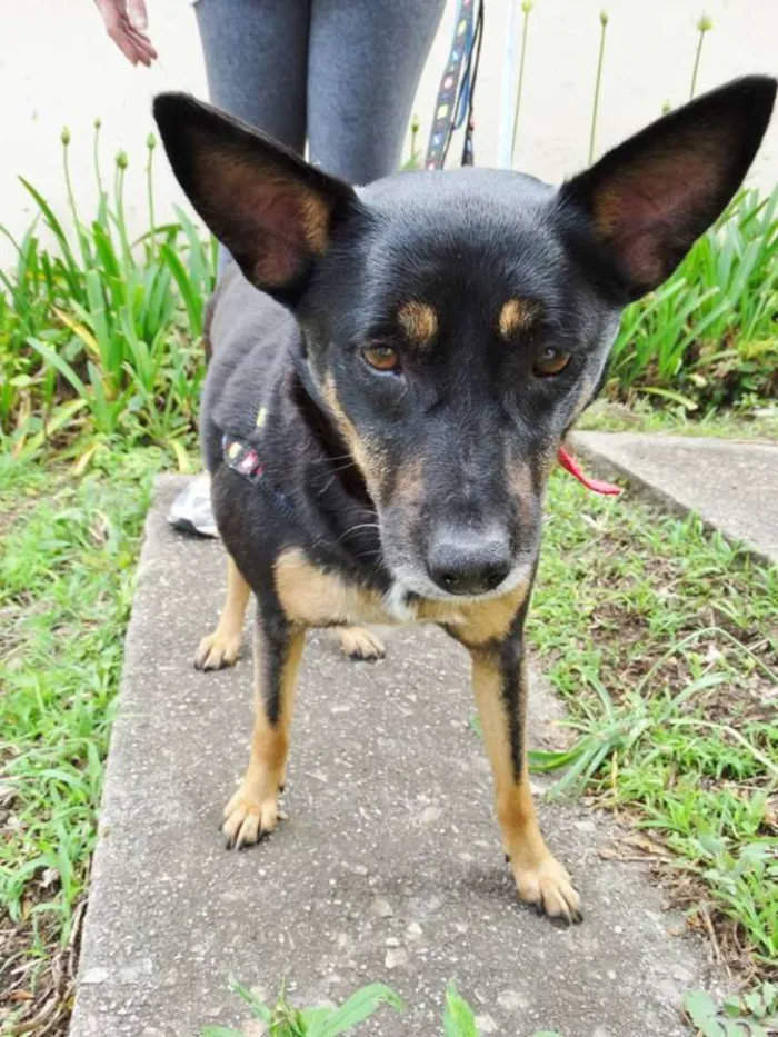 Cachorro ra a SRD idade 3 anos nome Perola