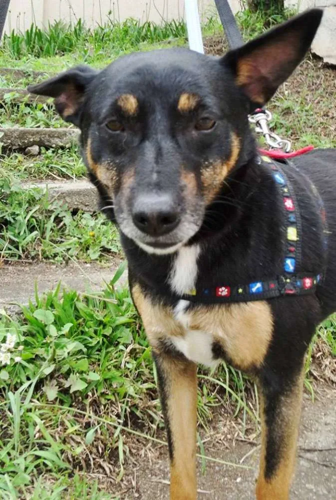 Cachorro ra a SRD idade 3 anos nome Perola