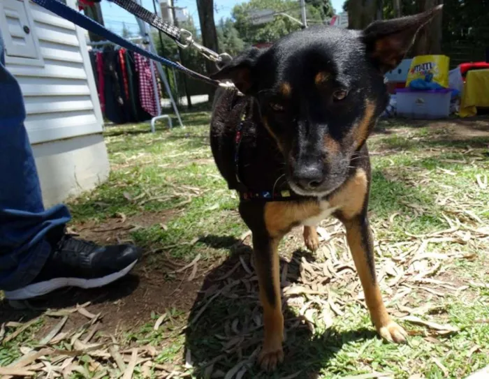 Cachorro ra a SRD idade 3 anos nome Perola