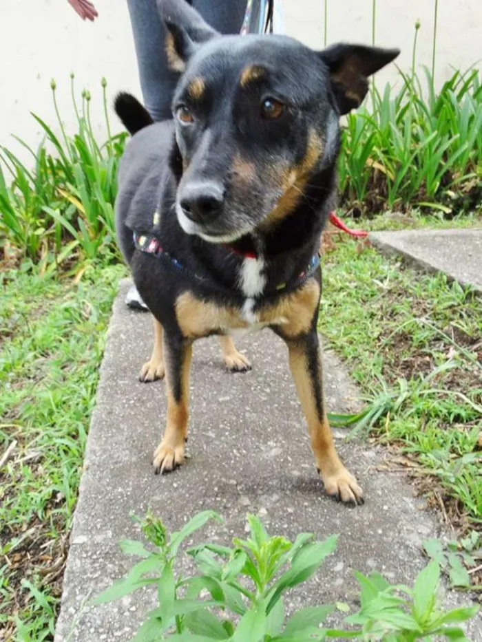 Cachorro ra a SRD idade 3 anos nome Perola