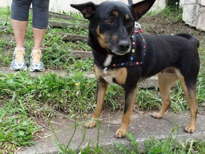 Cachorro ra a SRD idade 3 anos nome Perola
