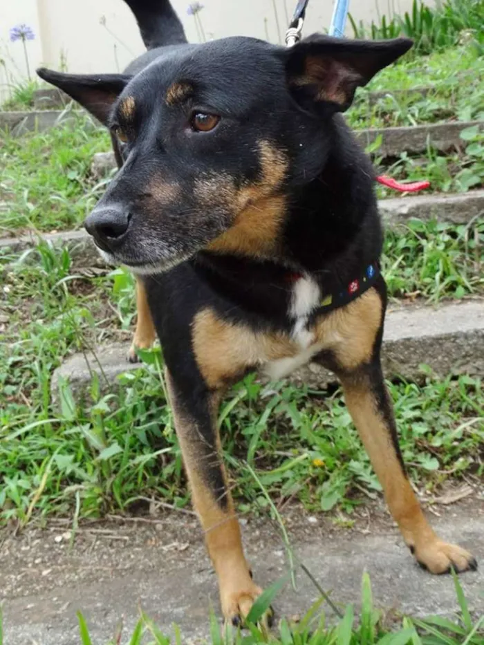 Cachorro ra a SRD idade 3 anos nome Perola