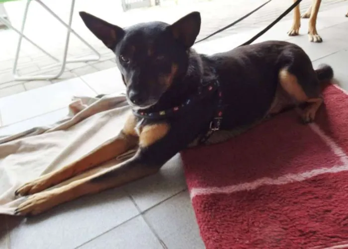 Cachorro ra a SRD idade 3 anos nome Perola