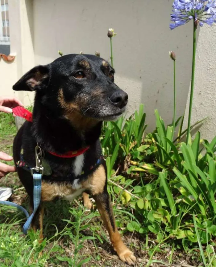 Cachorro ra a SRD idade 3 anos nome Perola