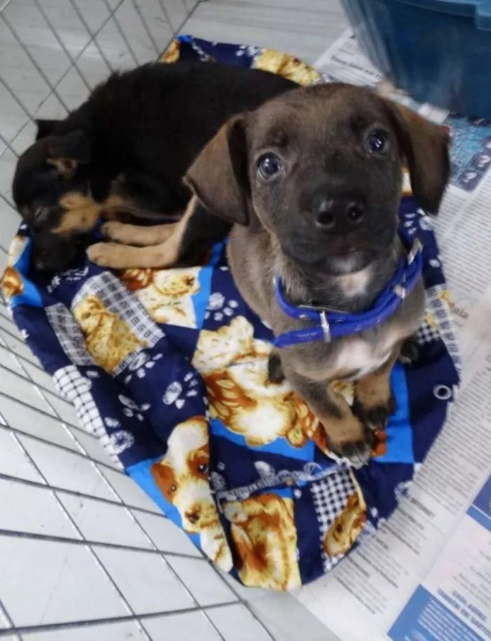Cachorro ra a SRD idade 2 a 6 meses nome Filé