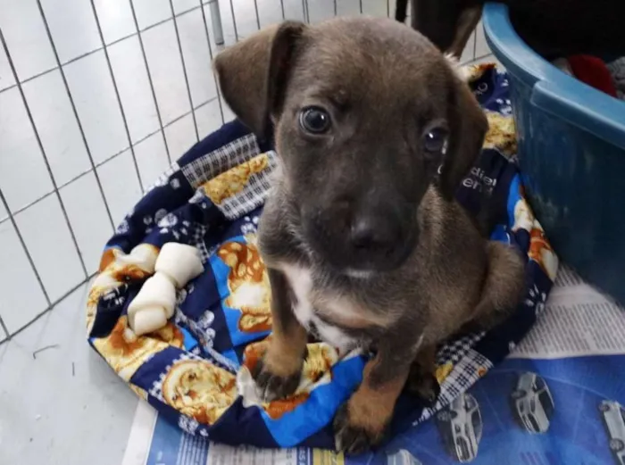 Cachorro ra a SRD idade 2 a 6 meses nome Filé