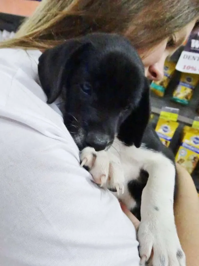 Cachorro ra a SRD idade 2 a 6 meses nome Dave Donnie e Mark