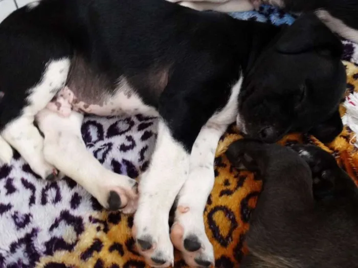 Cachorro ra a SRD idade 2 a 6 meses nome Dave Donnie e Mark