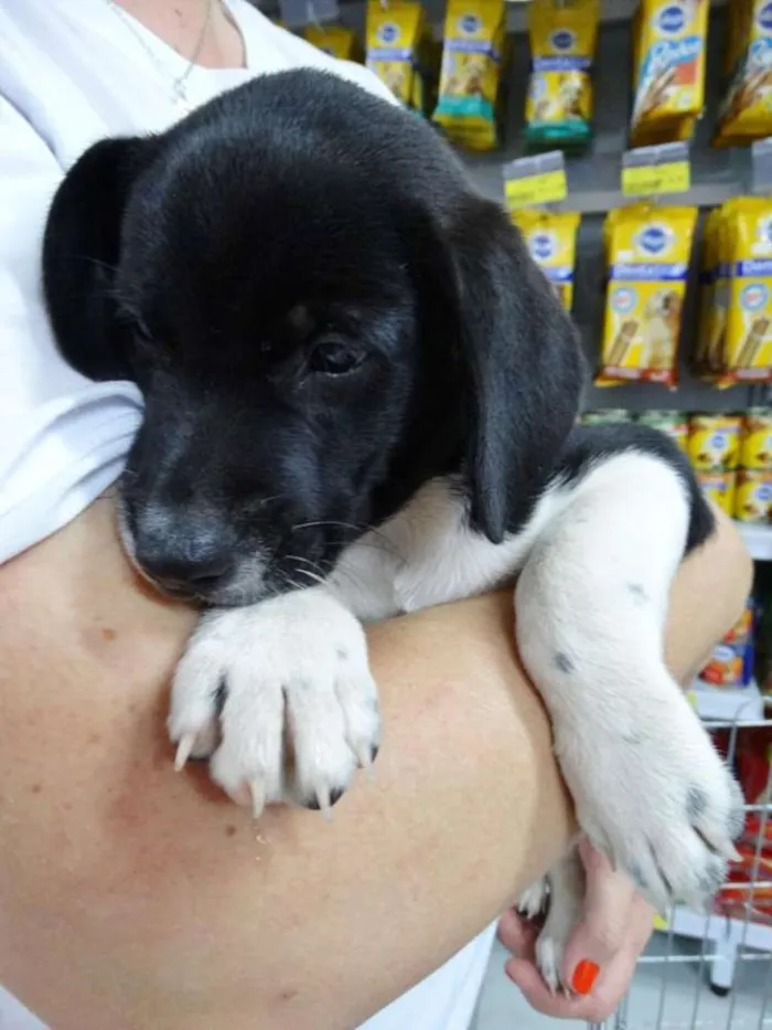 Cachorro ra a SRD idade 2 a 6 meses nome Dave Donnie e Mark
