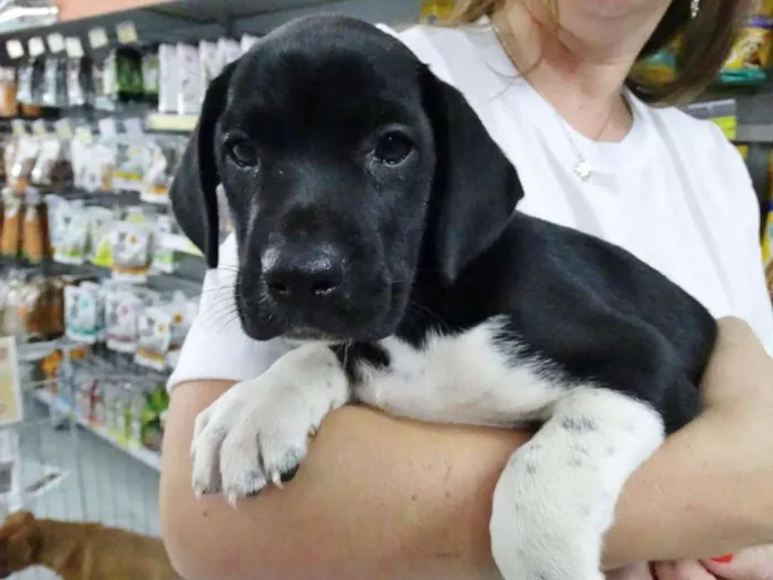 Cachorro ra a SRD idade 2 a 6 meses nome Dave Donnie e Mark